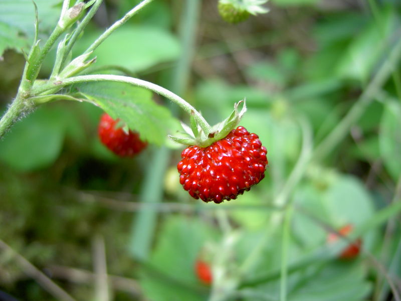 Fragolina