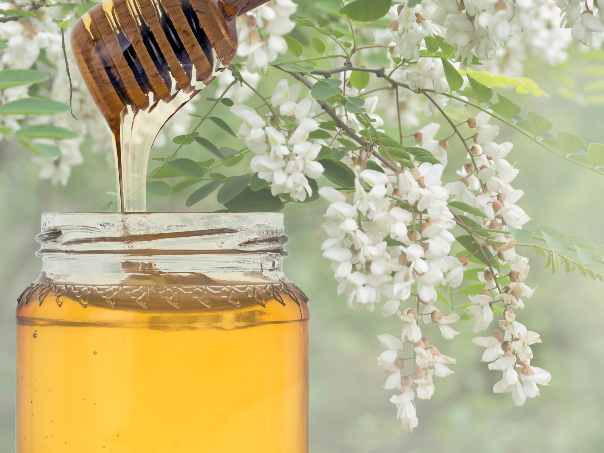 Bio acacia honey BIO - Kosher - Halal