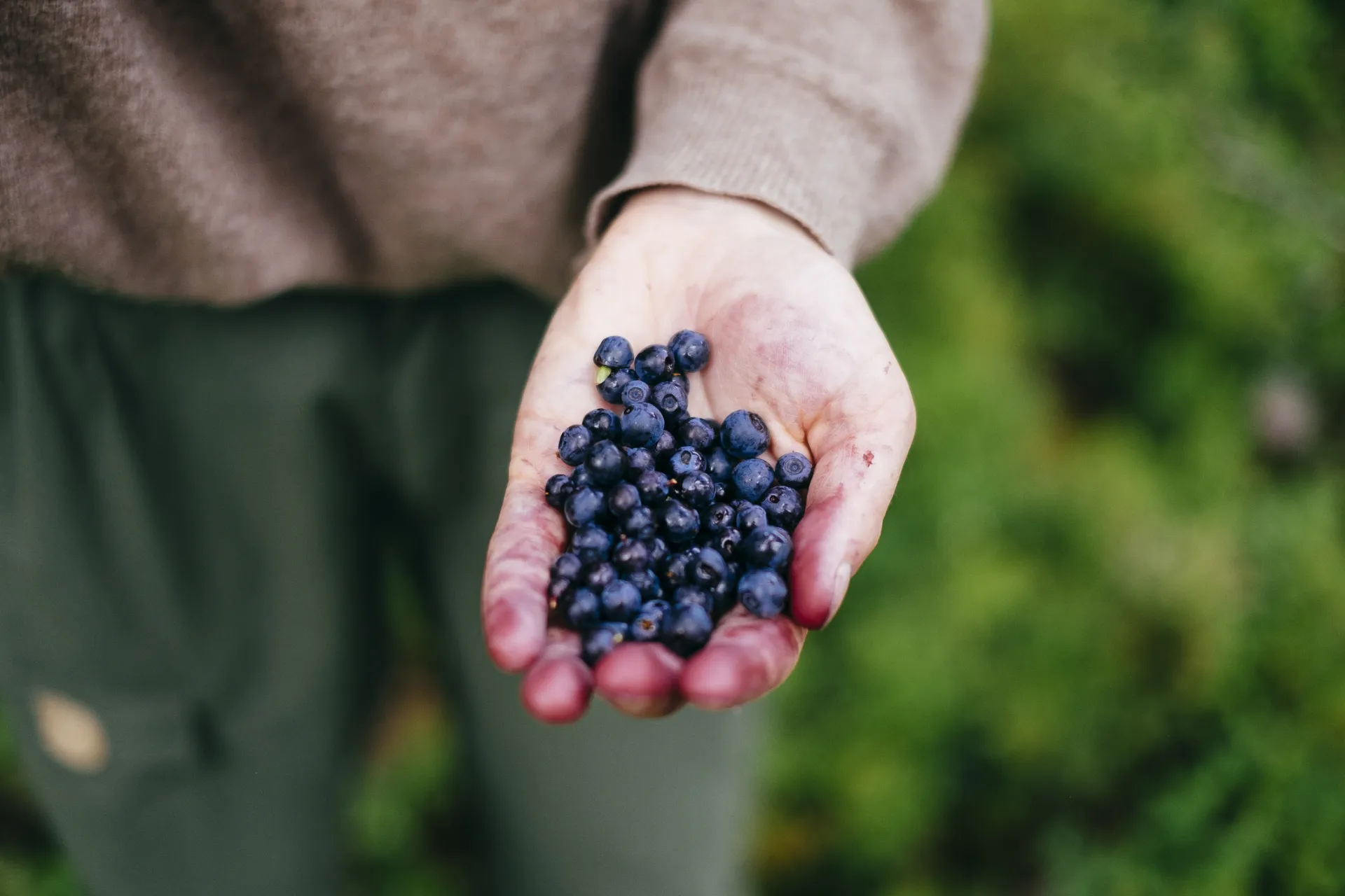 Wild Blueberries