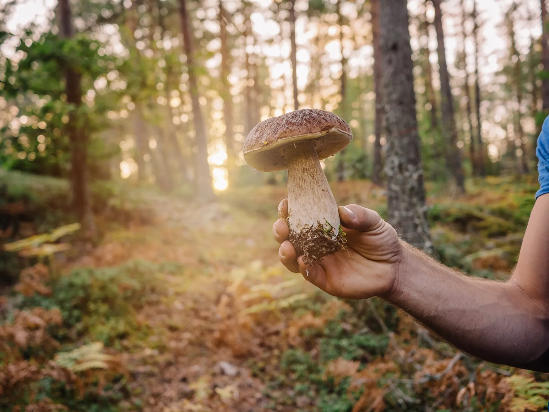 I funghi porcini