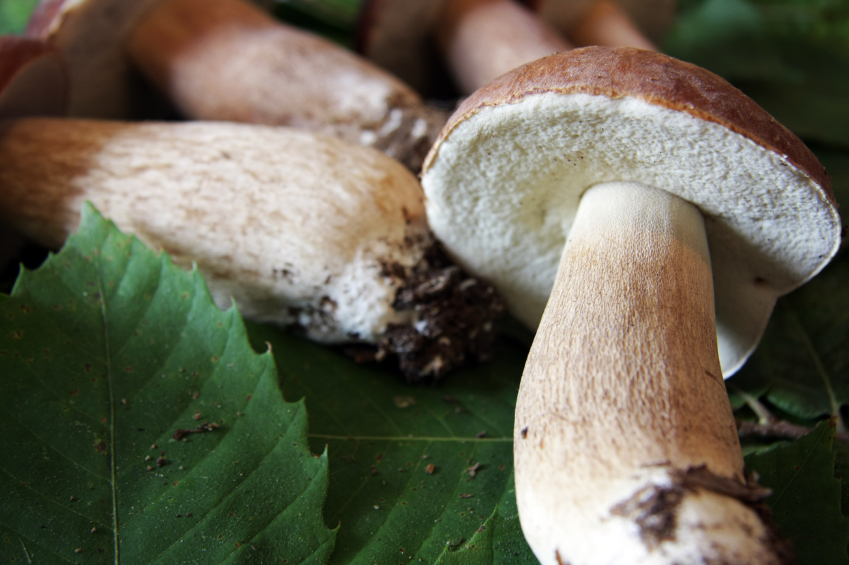 Funghi Porcini Freschi vendita online