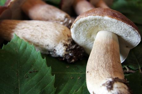 I Funghi Porcini