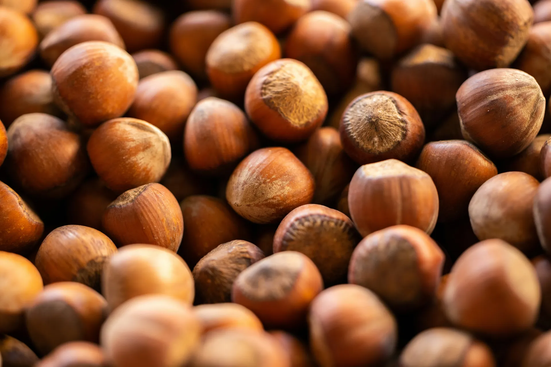 Hazelnuts in shell